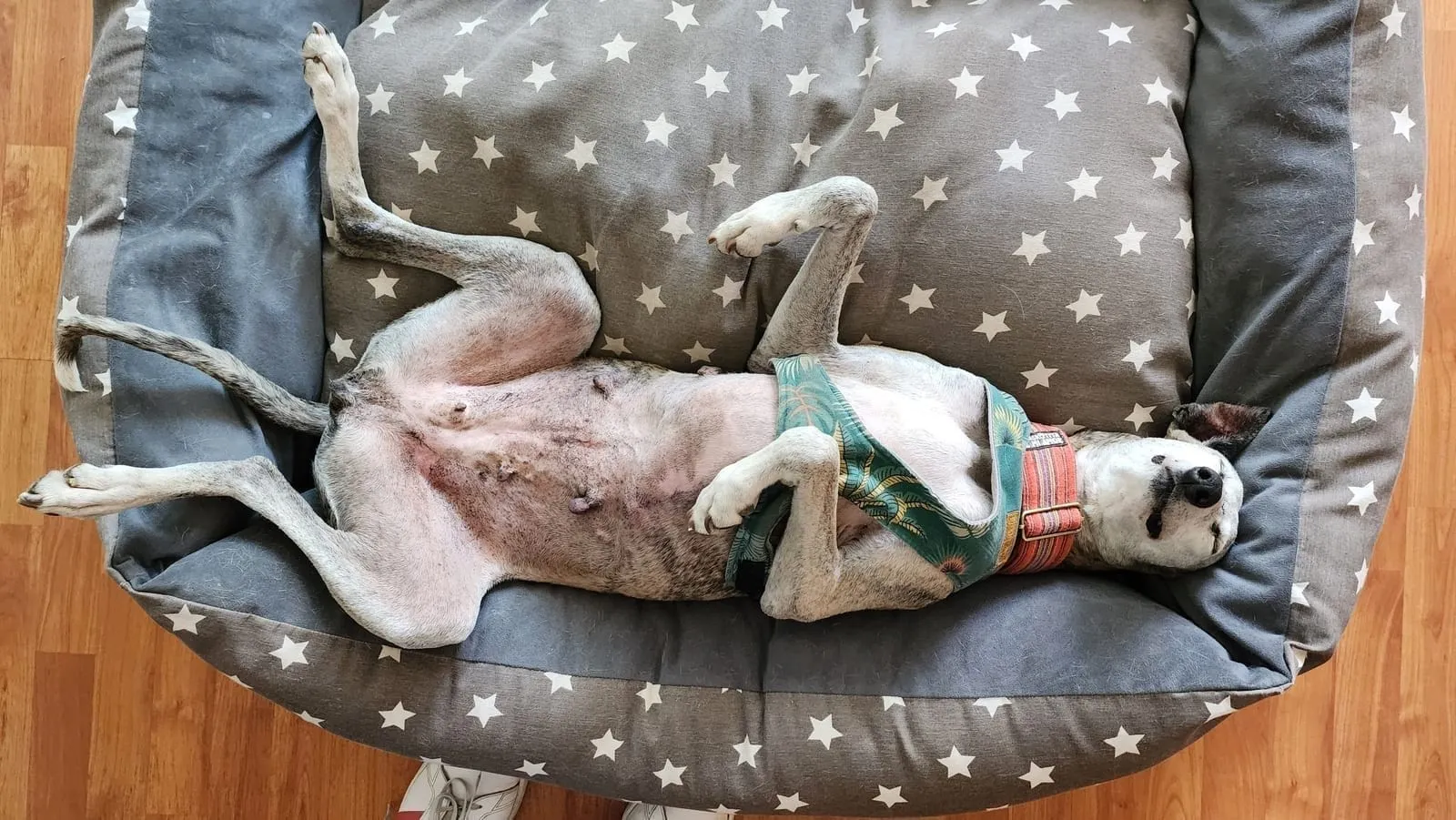 Antonia, una galga rescatada por Brigada Galgos