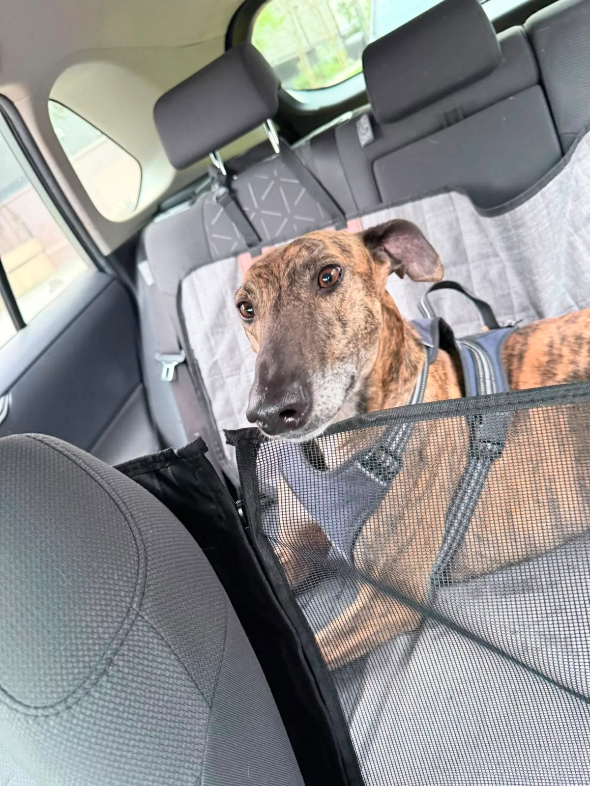 Atún, galgo atigrado, sentado en el asiento trasero de un auto con red protectora.