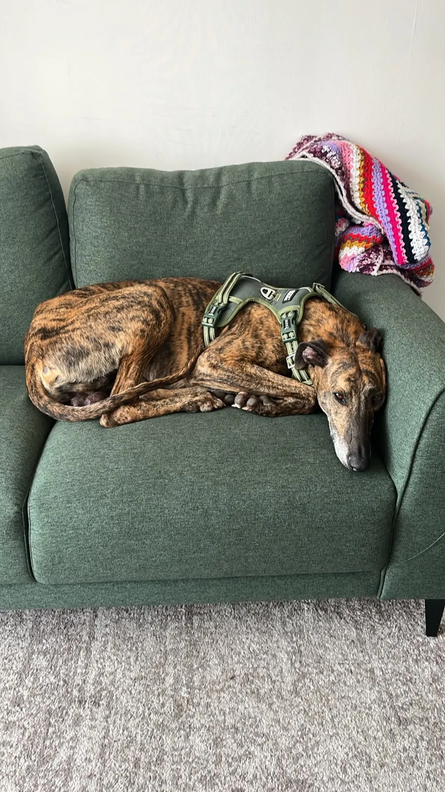 Atún, galgo atigrado, acostado en un sillón verde con arnés verde.