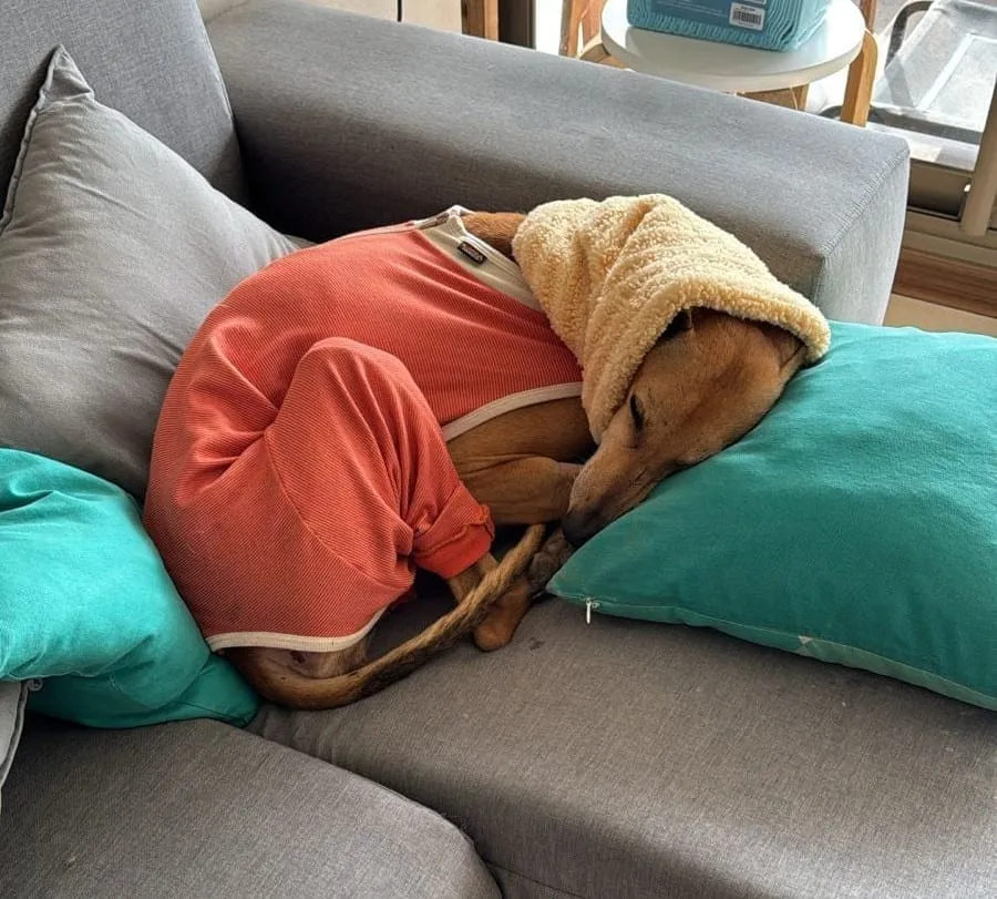 Belén, galga de pelaje canela, con abrigo rojo y capucha beige, dormida en un sofá gris entre almohadas.