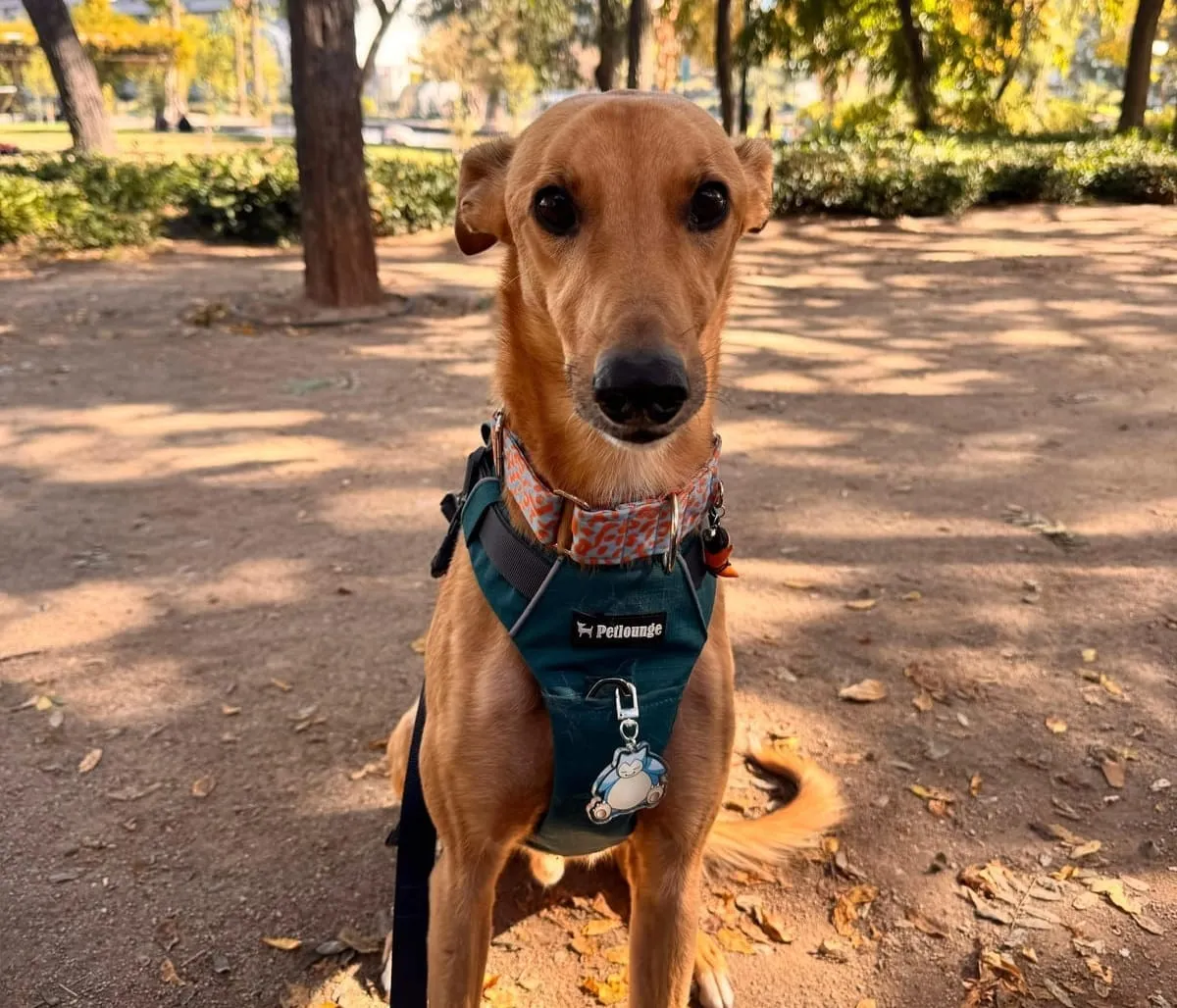 Benito, galgo de pelaje canela, con arnés azul, de pie en un parque mirando a cámara.