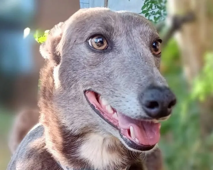 Blue, galga gris con manchas blancas, con la lengua fuera, en primer plano al aire libre.