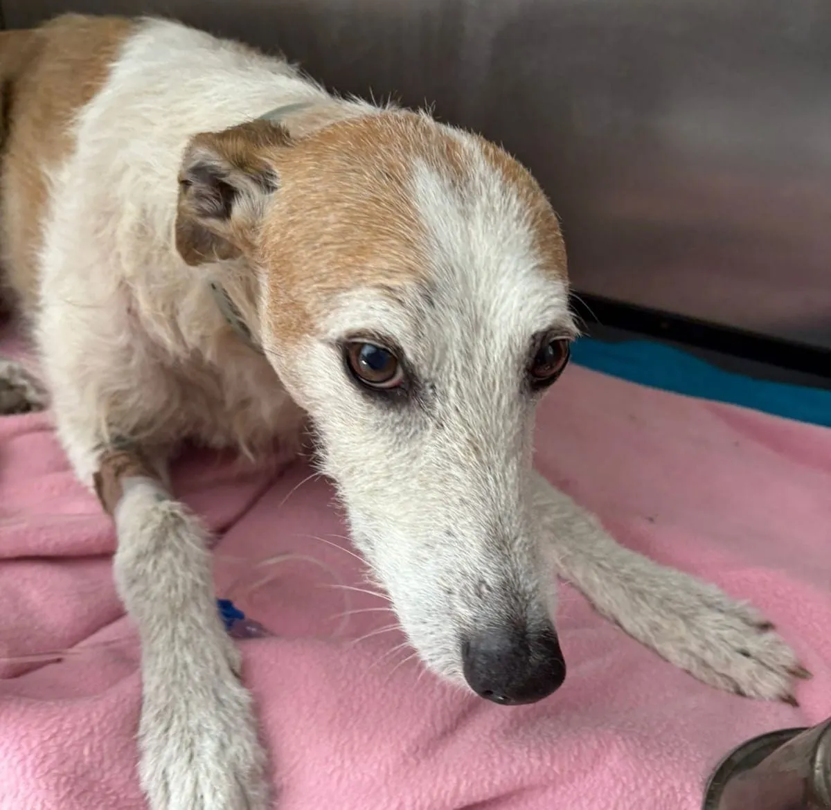 Browny, galgo blanco y canela, recostado sobre una manta rosa en interior.