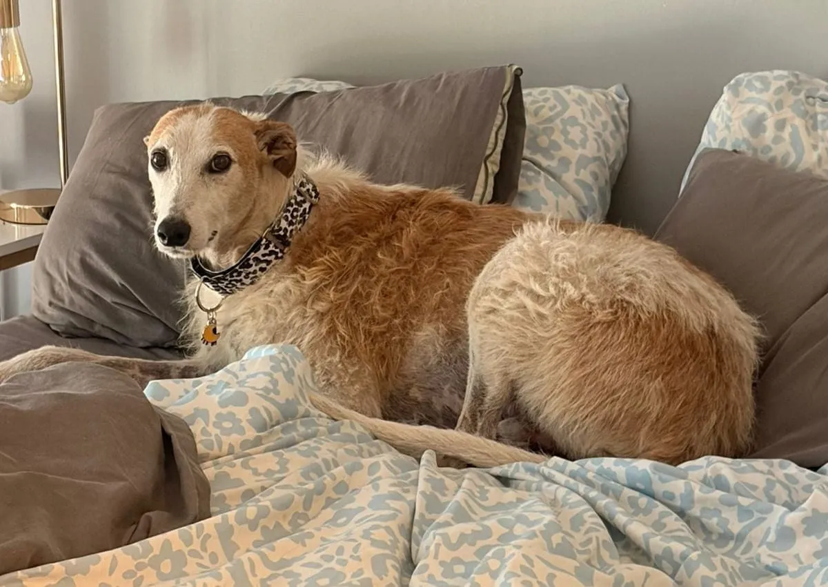 Browny, galgo blanco y canela, sobre una cama con almohadas grises y sábanas estampadas.