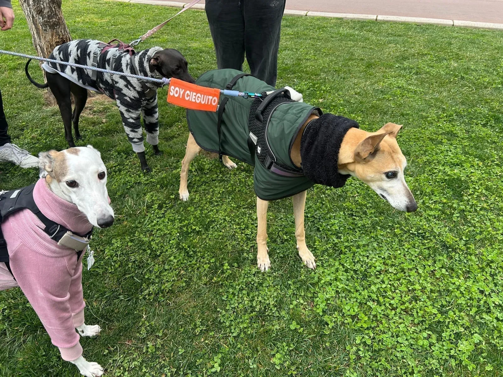 Bruno, galgo de pelaje canela con abrigo verde, junto a otros dos galgos con ropa en un parque.