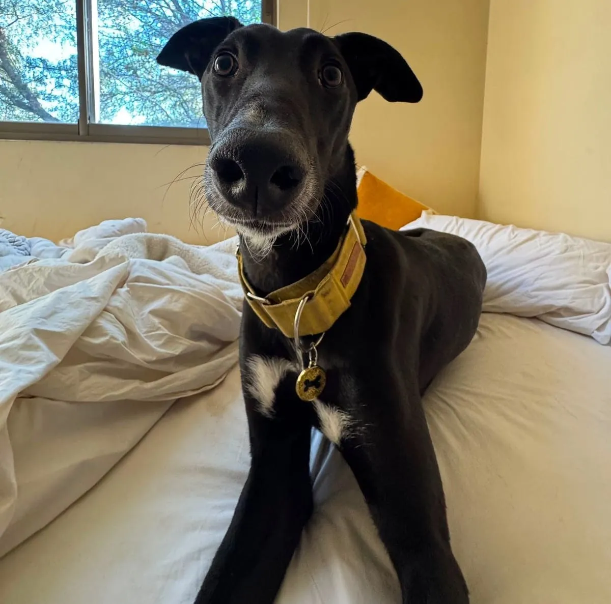 Dante, galgo negro con manchas blancas, con collar amarillo, sobre una cama mirando a cámara.