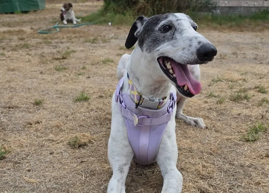 Fermín, galgo blanco con manchas negras, con arnés lila, recostado sobre tierra seca.