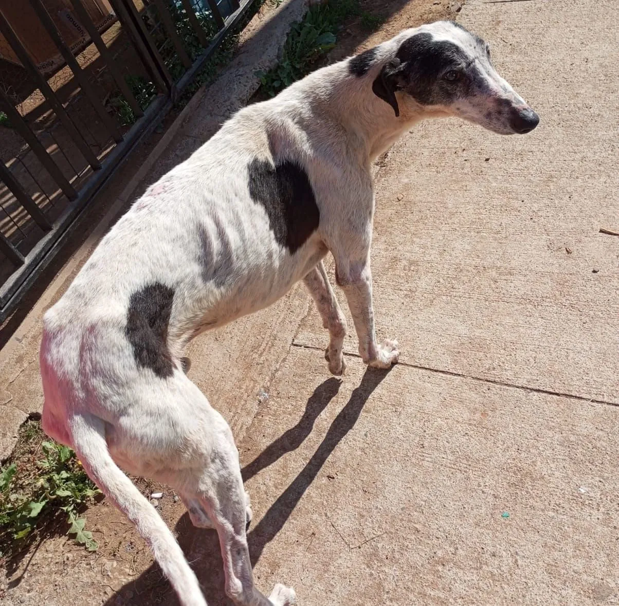 Fermín, galgo blanco con manchas negras, de pie sobre pavimento mirando a un lado.