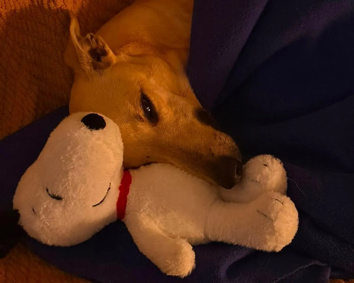 Fito, galgo de pelaje claro, dormido abrazado a un peluche blanco sobre una manta azul.