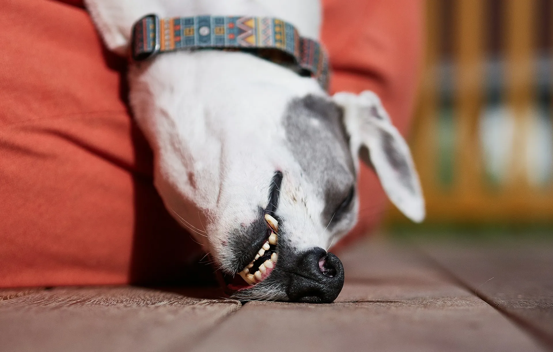 Galgo descansando en el interior de un departamento