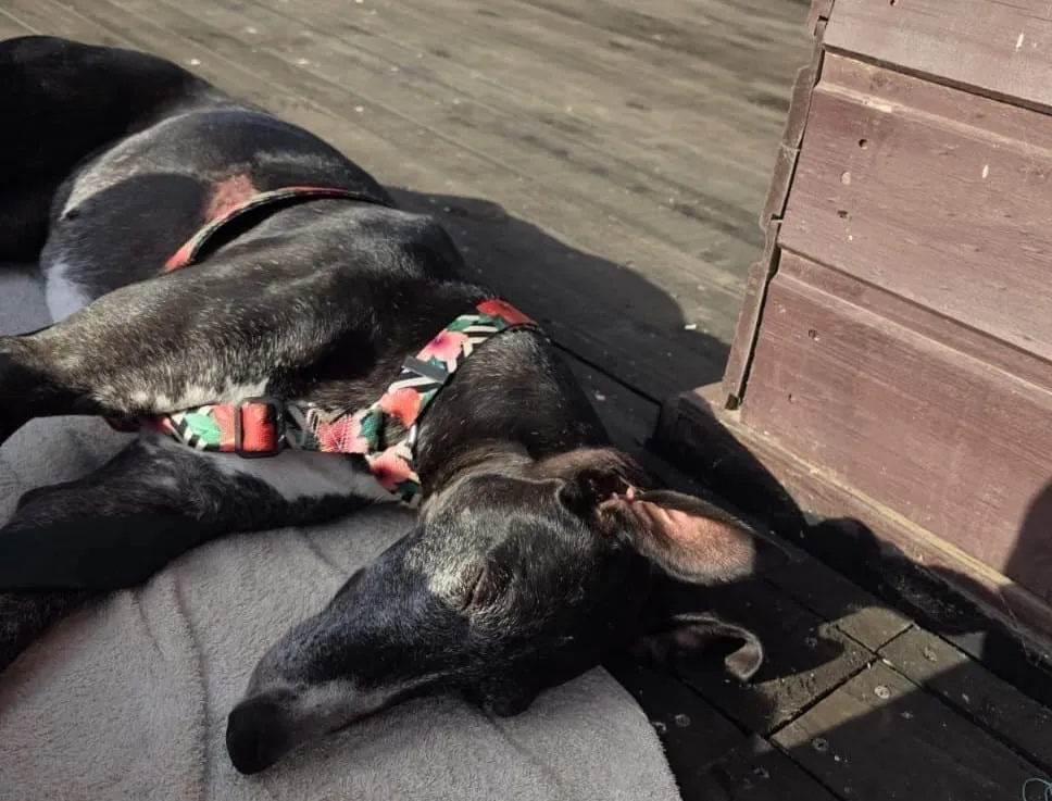 Huayca, galga negra con manchas blancas, con arnés floral, durmiendo sobre una manta gris al sol.