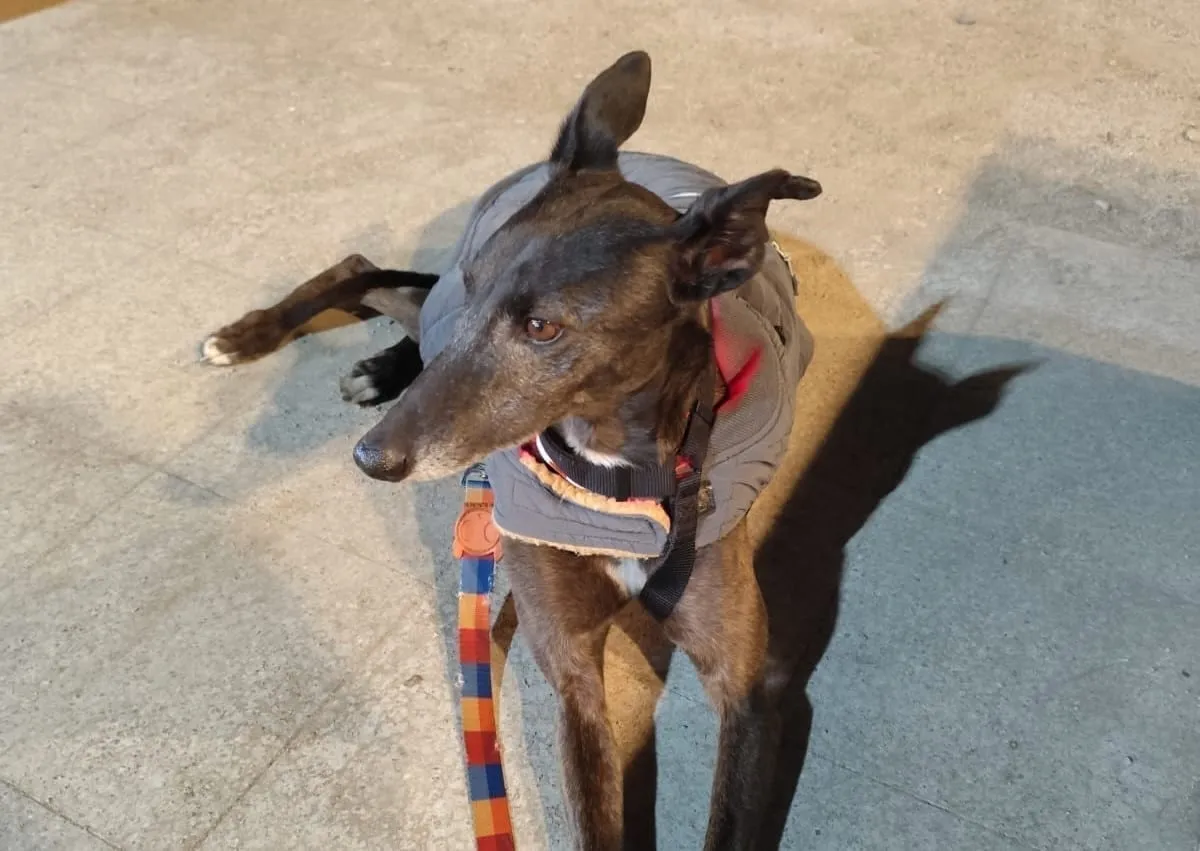 Loica, galga negra, con abrigo gris y arnés, sobre baldosas.