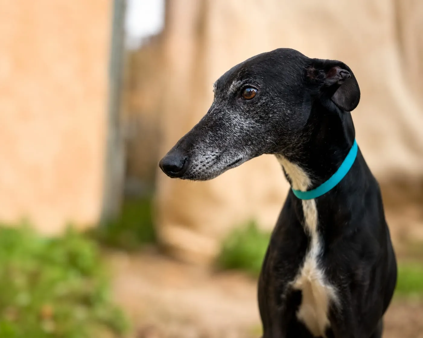 Lorenzo, galgo negro con collar turquesa, mirando de perfil al aire libre.