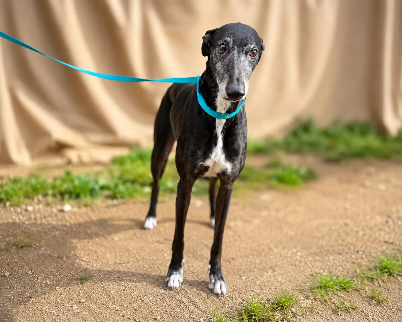 Lorenzo, galgo negro con collar y correa turquesa, de pie sobre tierra mirando a la cámara.