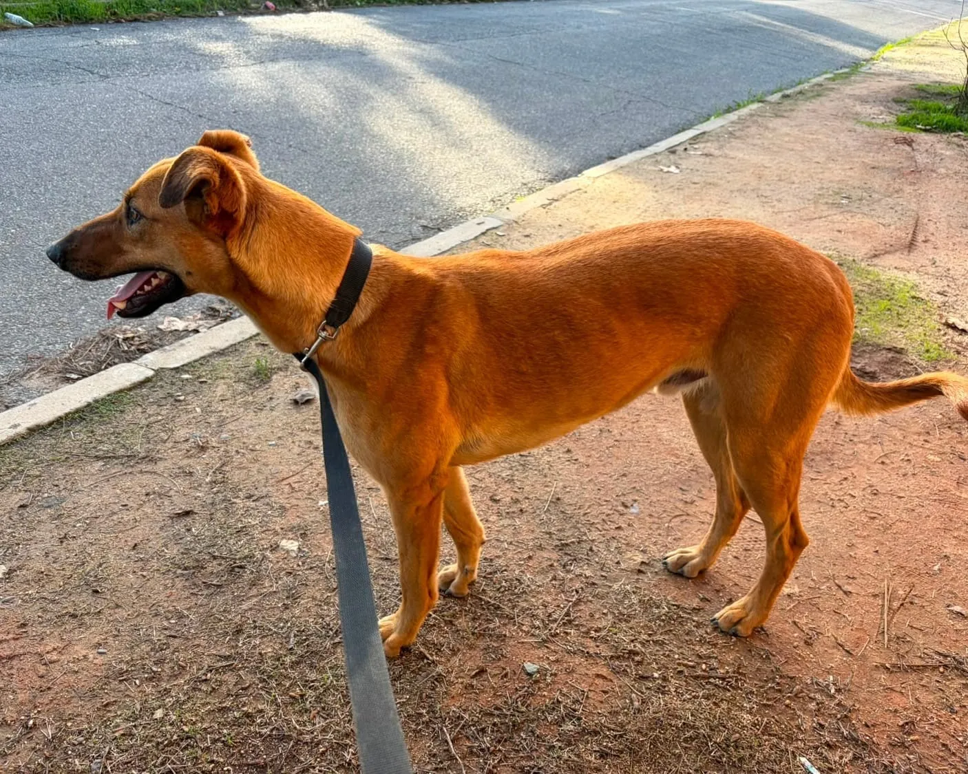 Manjarate, perro color canela, de perfil en acera junto a una calle.