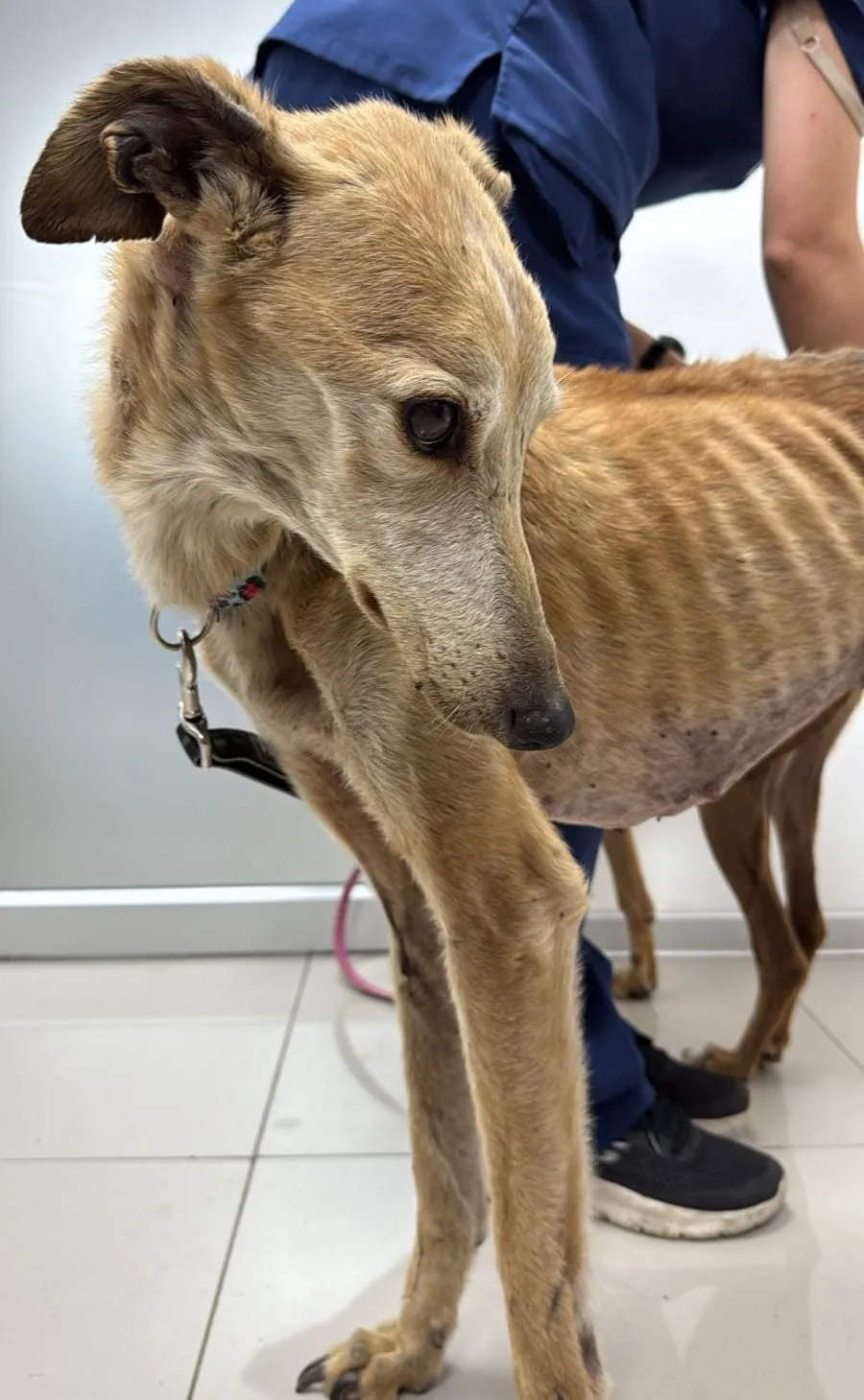 Mozzarella, galga de pelaje claro, con collar, de pie en un piso de cerámica junto a una persona.
