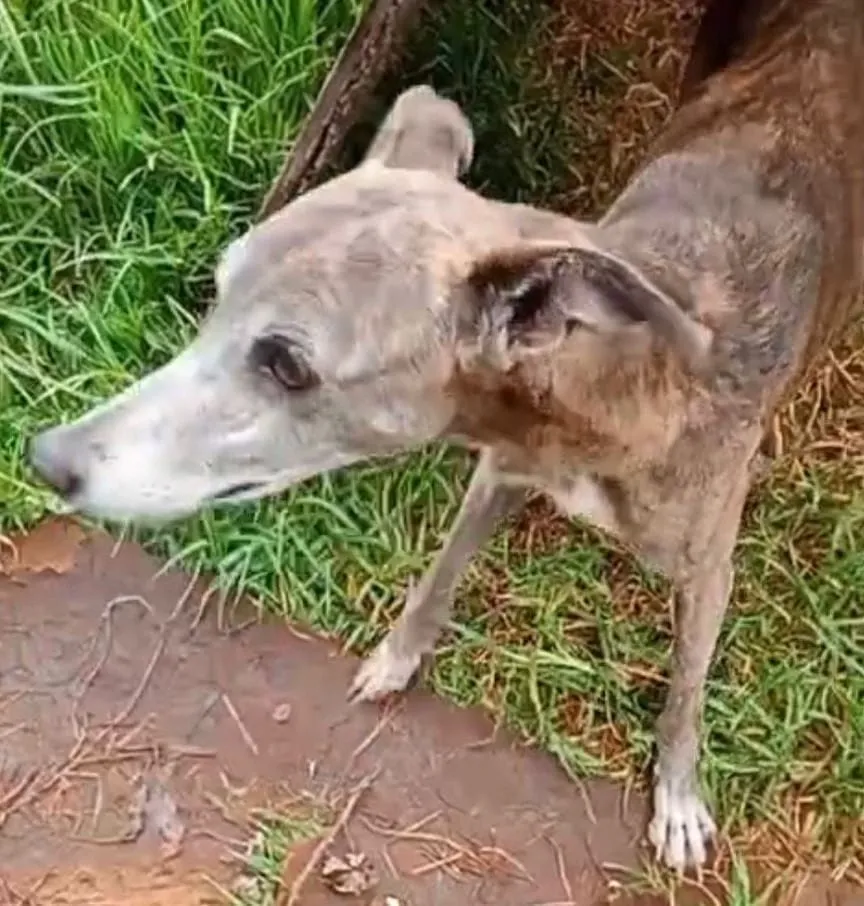 Niña, galga gris, de pie sobre césped y tierra, mirando hacia un costado.