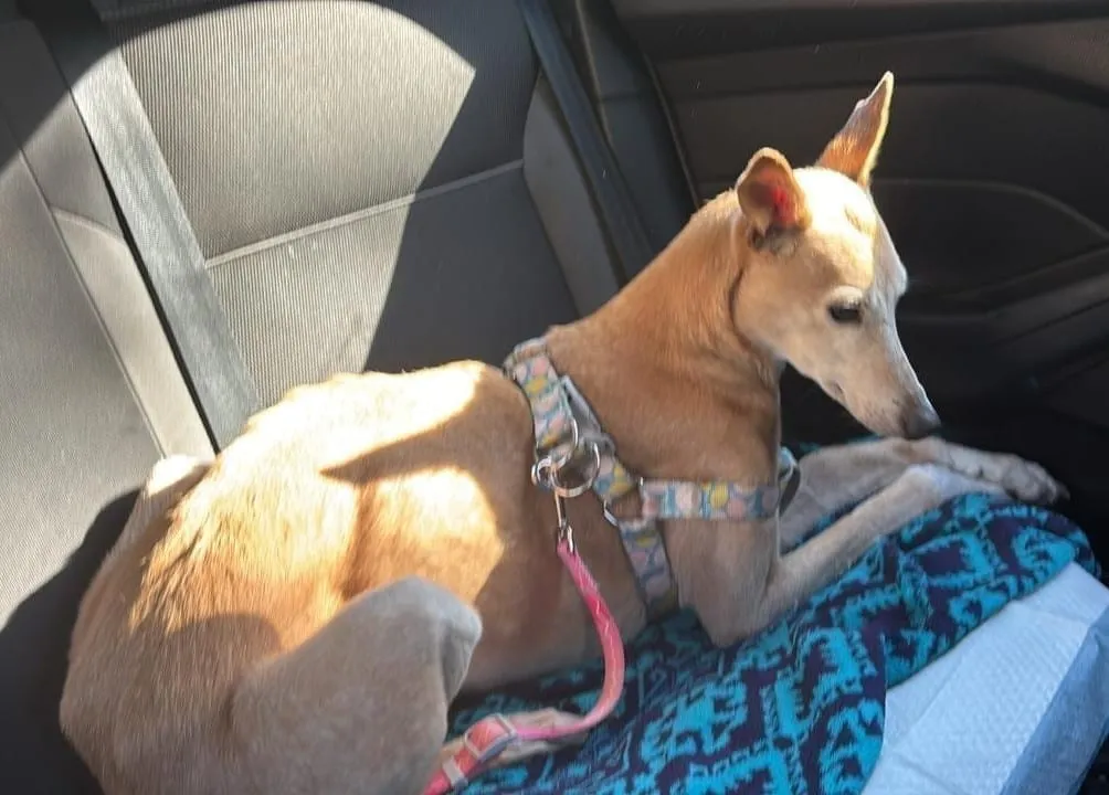 Olga, galga rubia, recostada en el asiento trasero de un auto con arnés estampado.