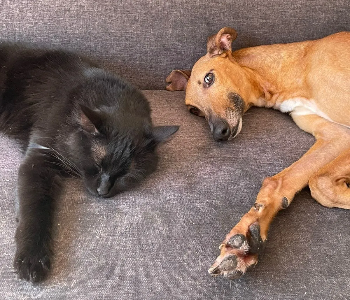 Parmesana, galga canela, acostada junto a un gato negro sobre un sillón gris.