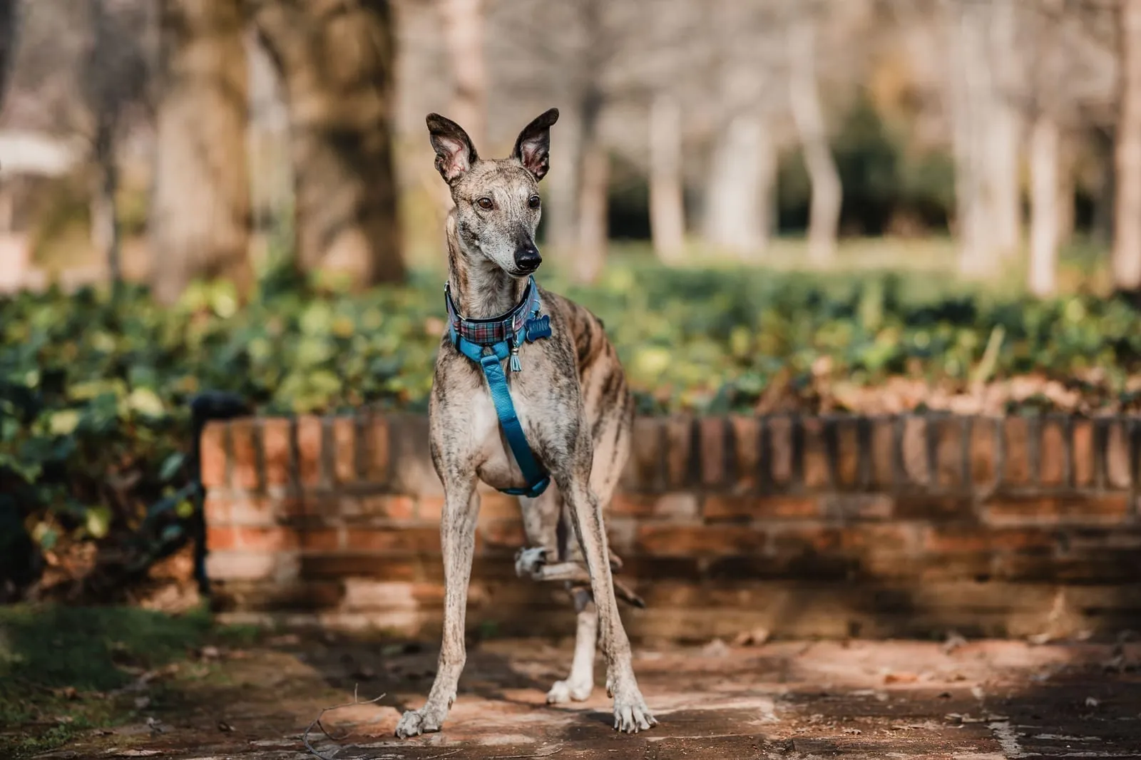 Praga, galga atigrada, con arnés azul, de pie en un sendero de ladrillos en un parque.