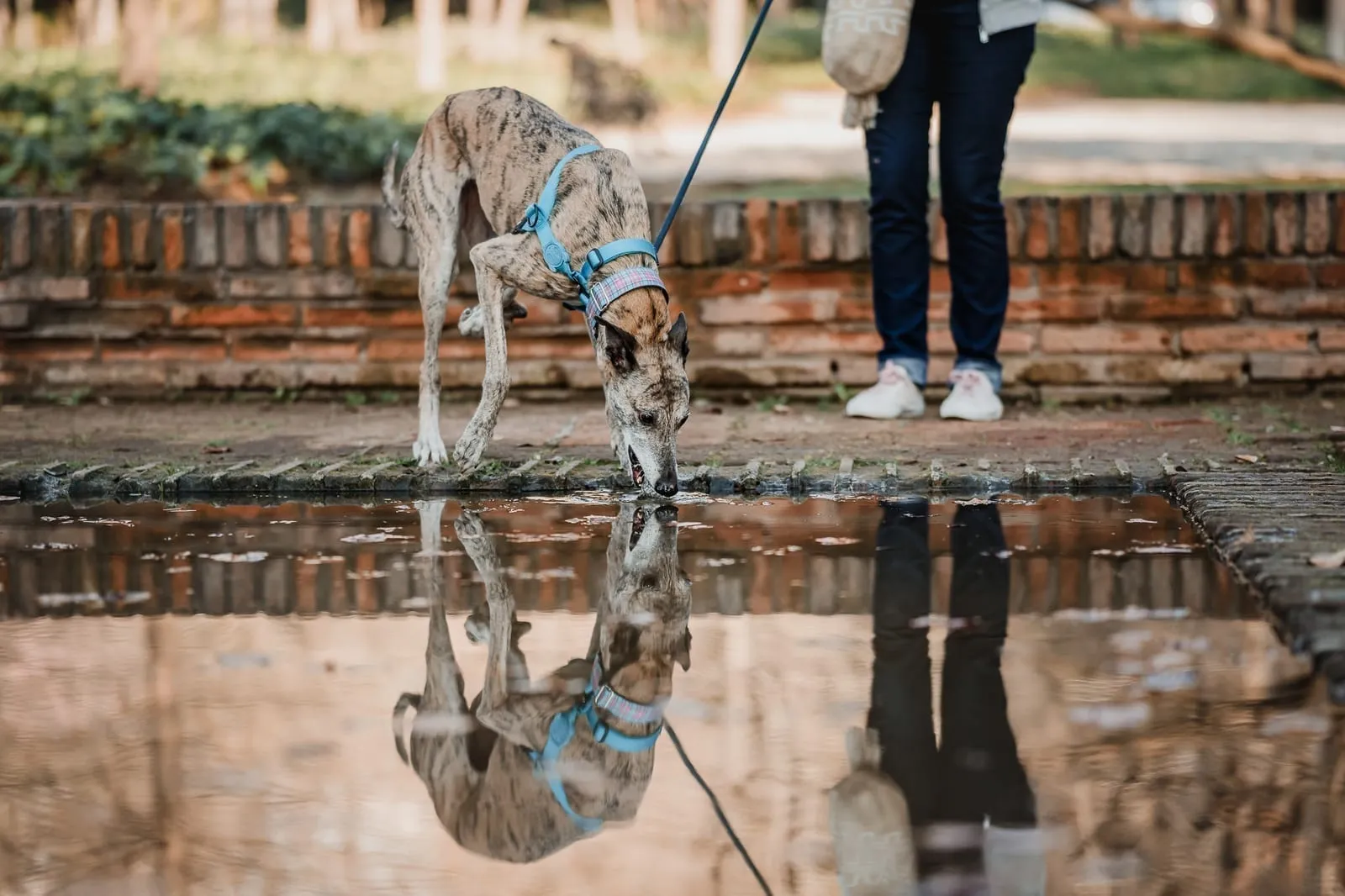 Praga, galga atigrada, con arnés azul, bebiendo agua de un charco junto a una persona.