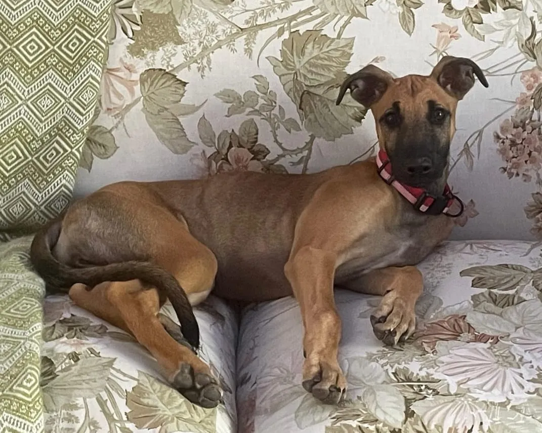 Rosita, galga canela, con collar a rayas, acostada sobre un sillón con estampado floral.