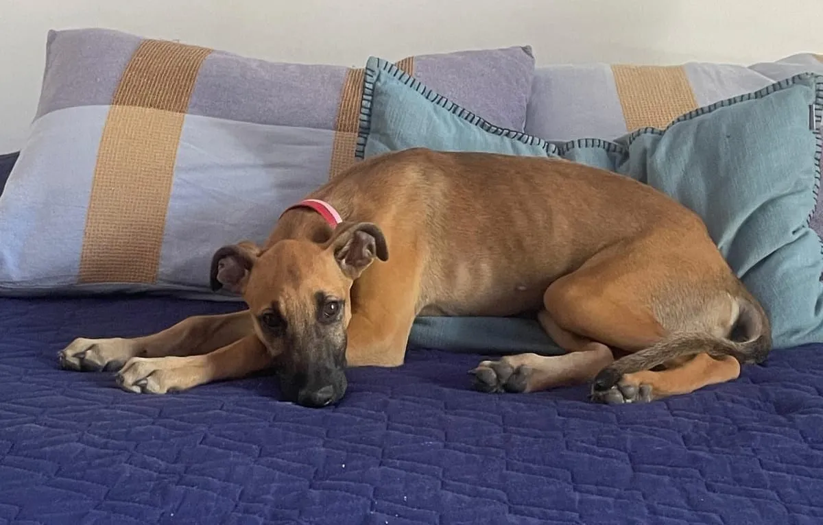 Rosita, galga canela, con collar rosa, acostada sobre una cama azul con almohadas.