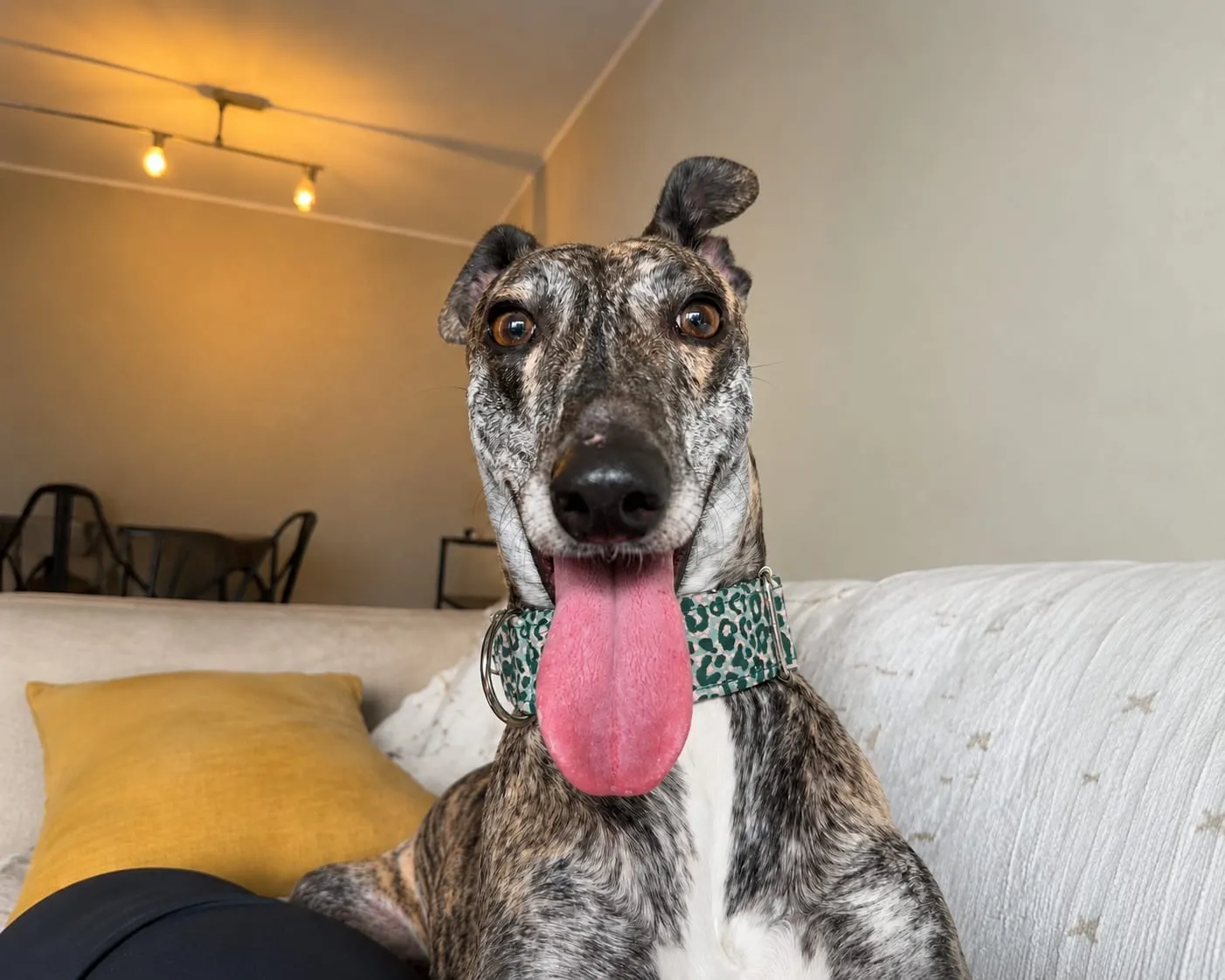 Taty, galga rescatada por Brigada Galgos