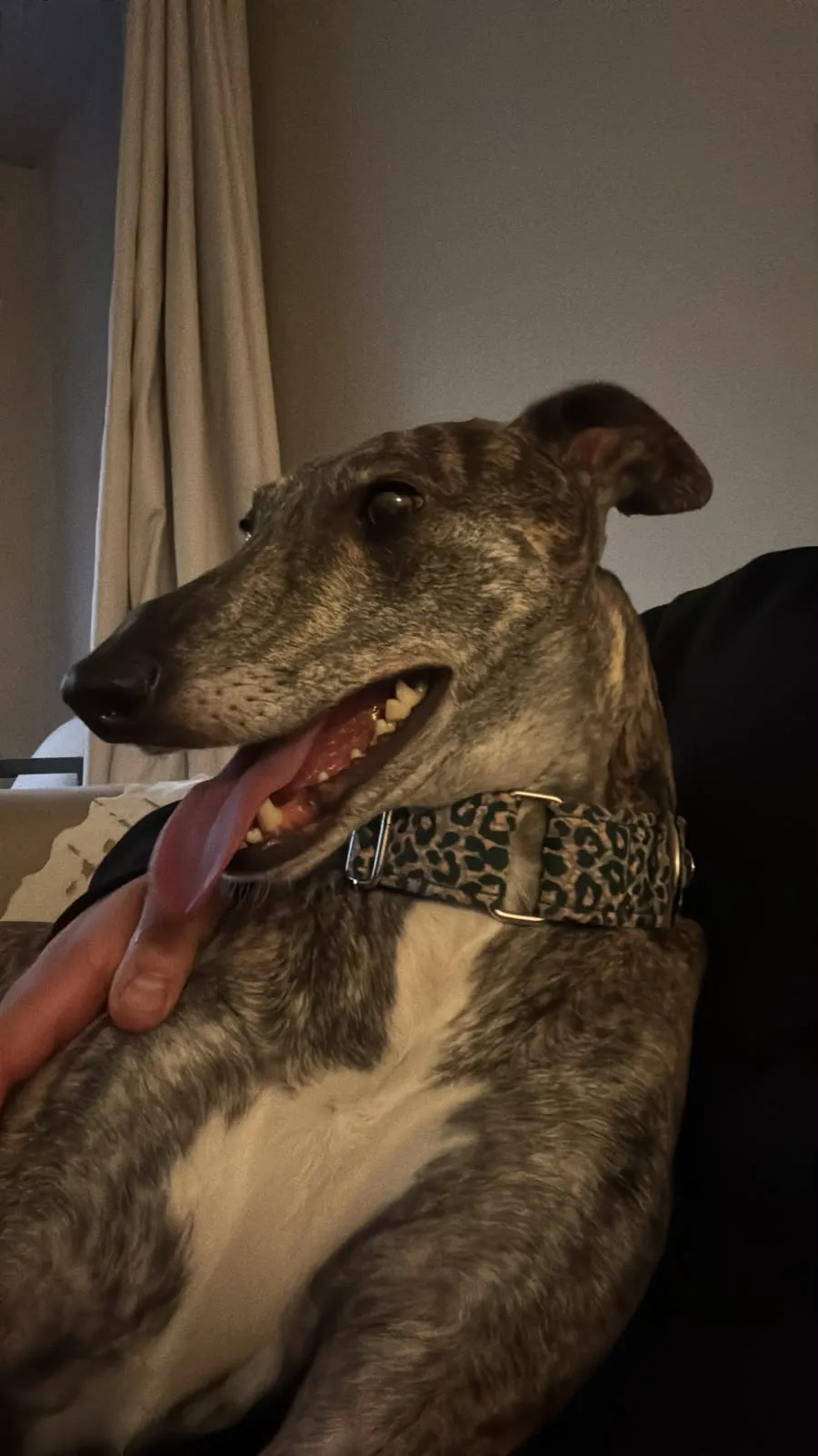 Primer plano de Taty, galga atigrada, recostada en un sofá.
