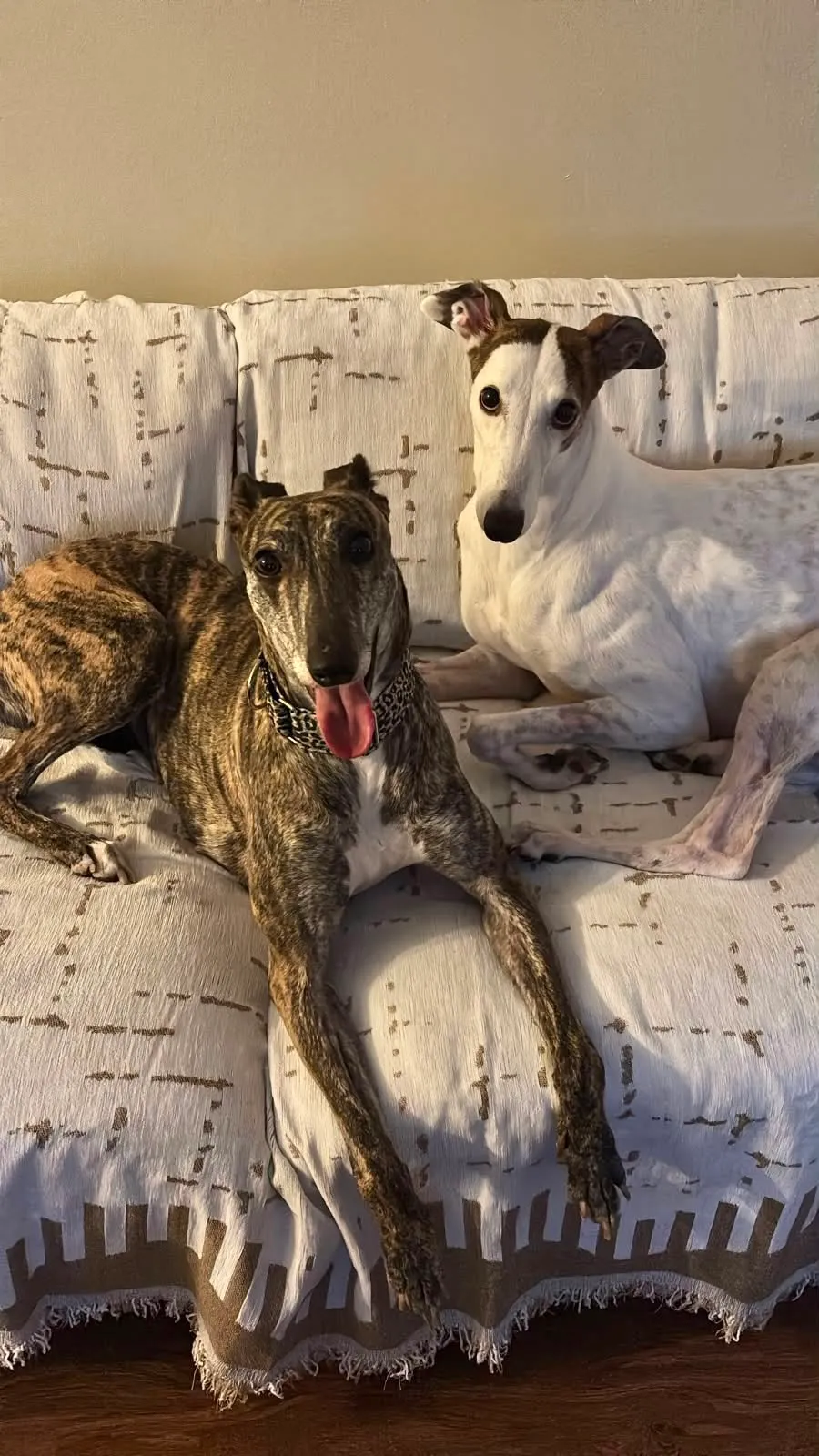 Taty, galga atigrada, y otro galgo blanco recostados juntos en un sofá.