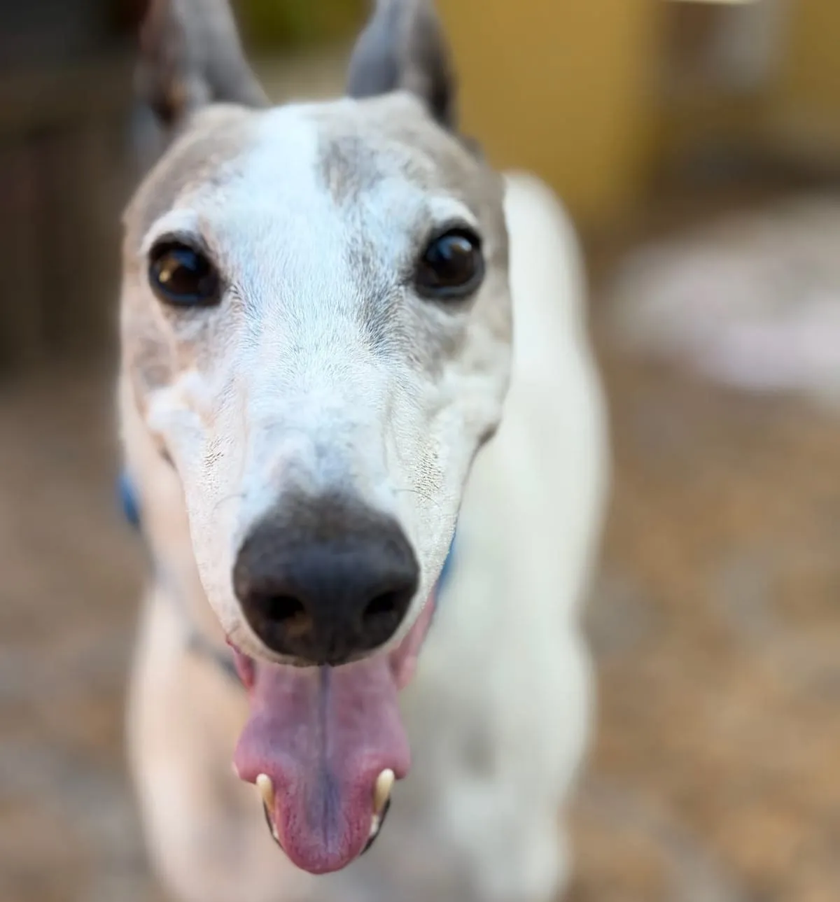 Primer plano del rostro de Turrón, galgo blanco y gris, con la lengua fuera.