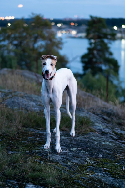 Luna, galgo rescatado