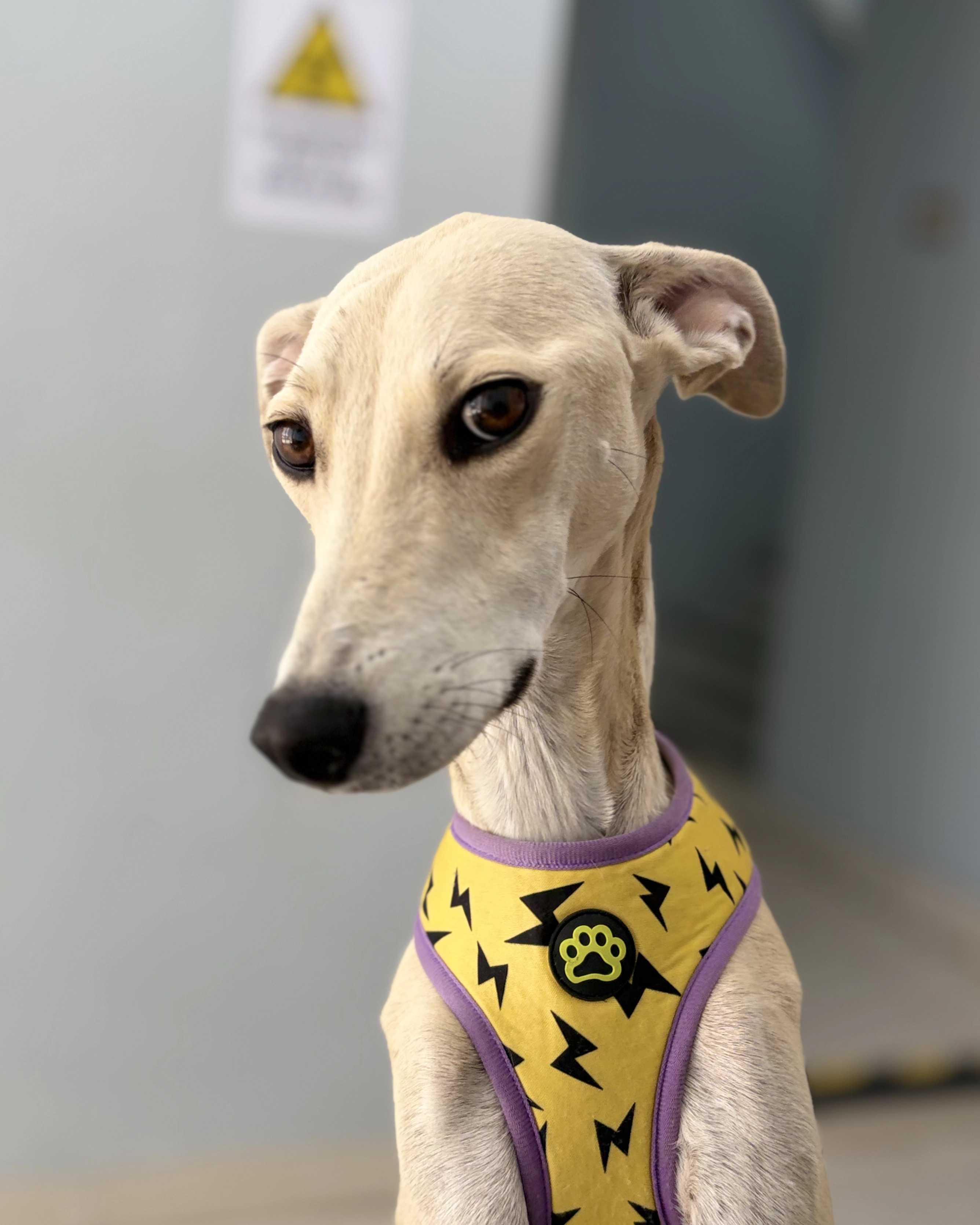 Galgo rescatado mirando hacia adelante